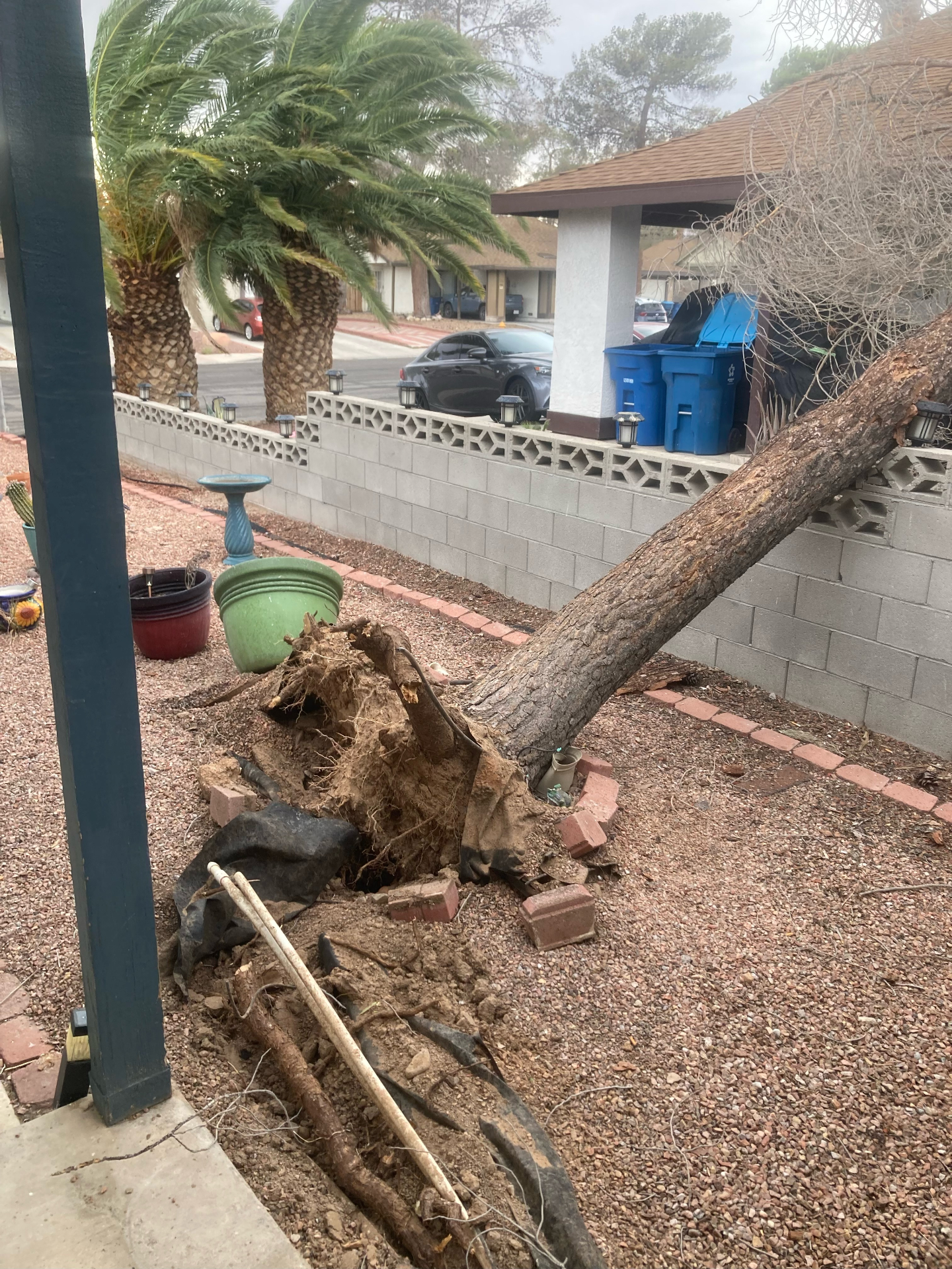 Overwatering Damage