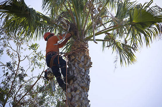 Trimming Palms…Using Spikes Or Aerial 